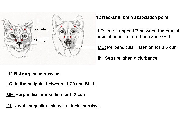 12 Nao-shu, brain association point Nao-shu Bi-tong LO: In the upper 1/3 between the