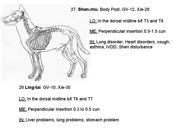 27. Shen-zhu, Body Post, GV-12, Xie-28 LO: In the dorsal midline b/t T 3