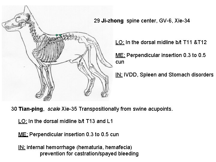 29 Ji-zhong spine center, GV-6, Xie-34 LO: In the dorsal midline b/t T 11