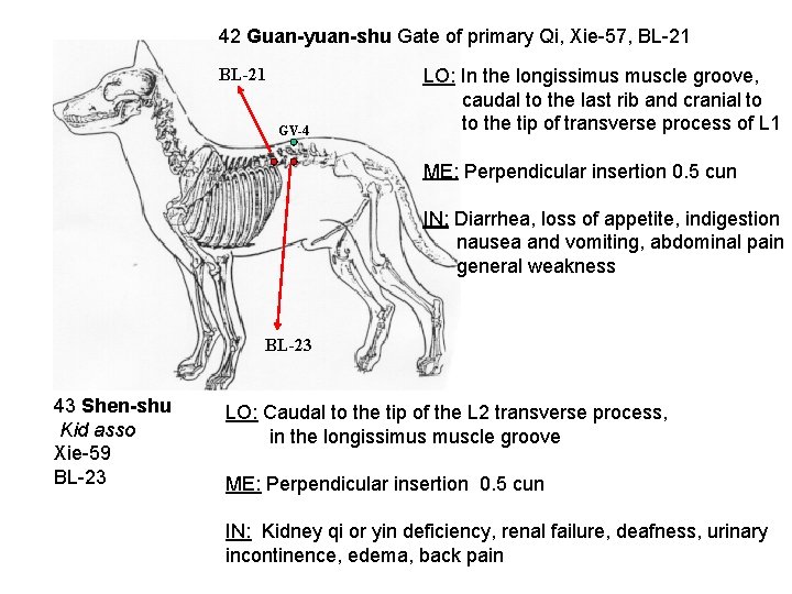 42 Guan-yuan-shu Gate of primary Qi, Xie-57, BL-21 GV-4 LO: In the longissimus muscle