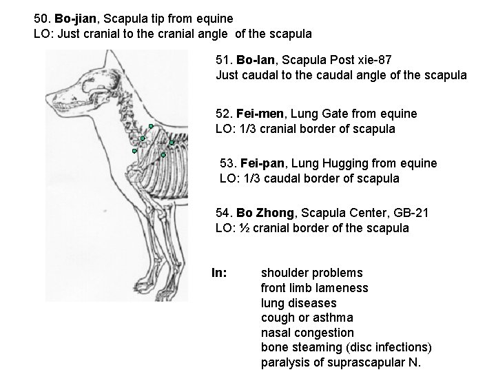 50. Bo-jian, Scapula tip from equine LO: Just cranial to the cranial angle of