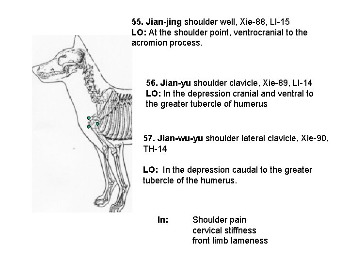 55. Jian-jing shoulder well, Xie-88, LI-15 LO: At the shoulder point, ventrocranial to the