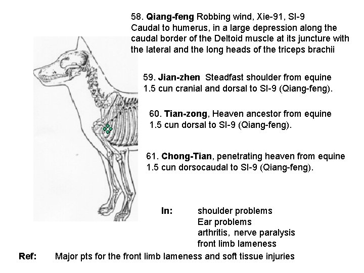 58. Qiang-feng Robbing wind, Xie-91, SI-9 Caudal to humerus, in a large depression along