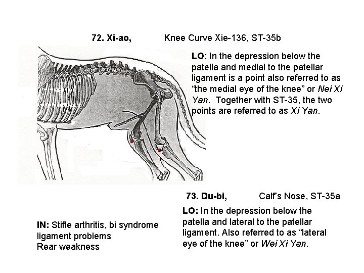 72. Xi-ao, Knee Curve Xie-136, ST-35 b LO: In the depression below the patella