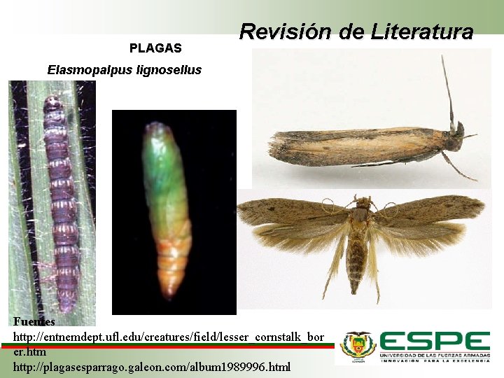 PLAGAS Revisión de Literatura Elasmopalpus lignosellus Fuentes http: //entnemdept. ufl. edu/creatures/field/lesser_cornstalk_bor er. htm http: