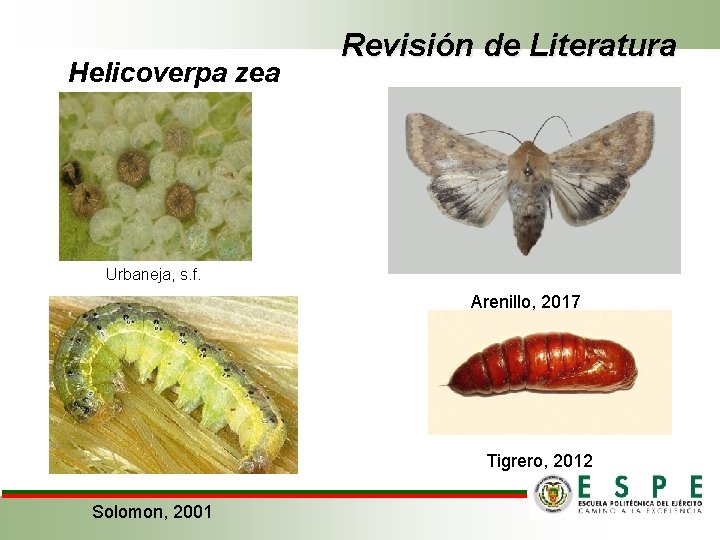 Helicoverpa zea Revisión de Literatura Urbaneja, s. f. Arenillo, 2017 Tigrero, 2012 Solomon, 2001