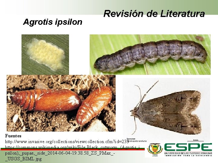 Agrotis ipsilon Revisión de Literatura Fuentes http: //www. invasive. org/collections/viewcollection. cfm? id=233 https: //commons.