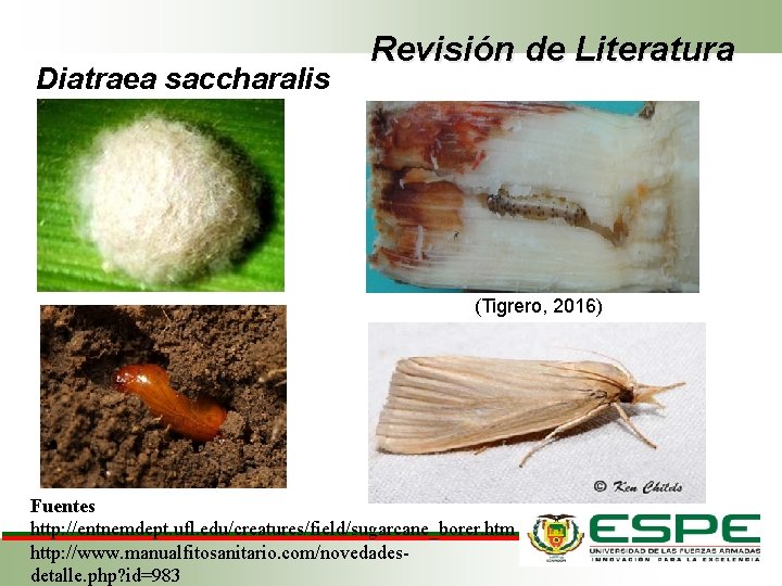 Diatraea saccharalis Revisión de Literatura (Tigrero, 2016) Fuentes http: //entnemdept. ufl. edu/creatures/field/sugarcane_borer. htm http: