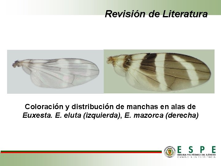 Revisión de Literatura • Coloración y distribución de manchas en alas de Euxesta. E.