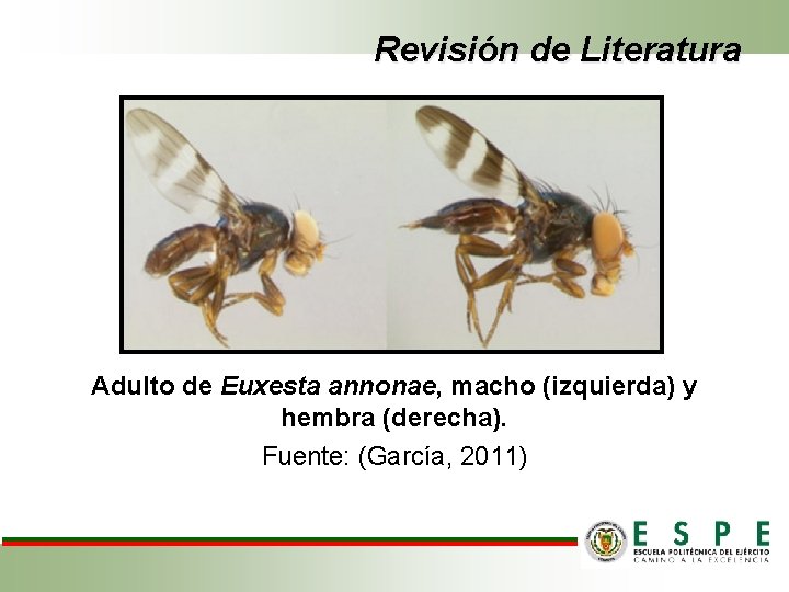 Revisión de Literatura Adulto de Euxesta annonae, macho (izquierda) y hembra (derecha). Fuente: (García,