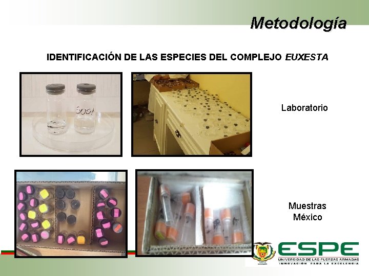 Metodología IDENTIFICACIÓN DE LAS ESPECIES DEL COMPLEJO EUXESTA Laboratorio Muestras México 