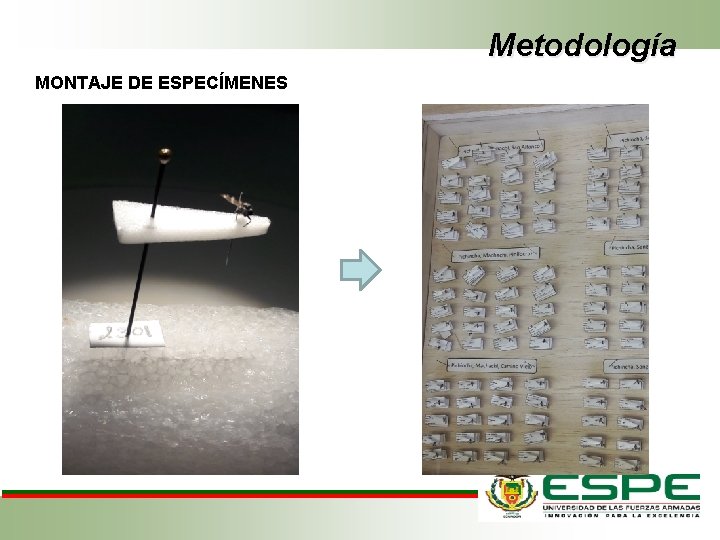 Metodología MONTAJE DE ESPECÍMENES 