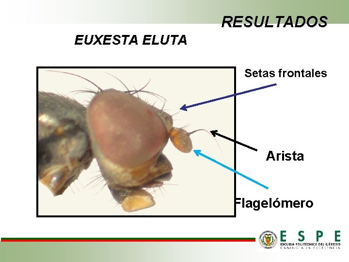 RESULTADOS EUXESTA ELUTA Setas frontales Arista Flagelómero 