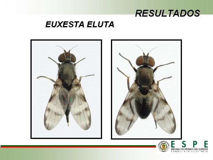 RESULTADOS EUXESTA ELUTA 