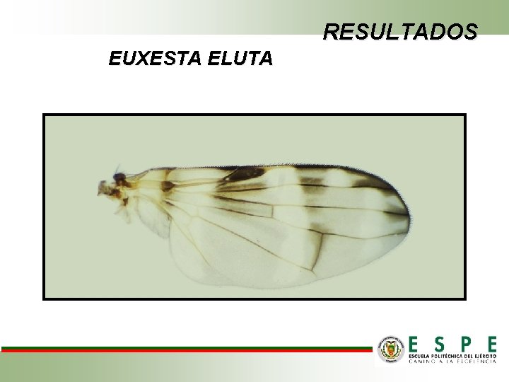 RESULTADOS EUXESTA ELUTA 