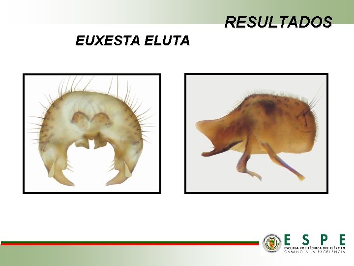 RESULTADOS EUXESTA ELUTA 