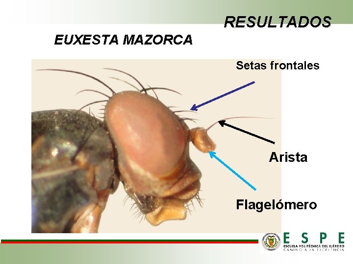 RESULTADOS EUXESTA MAZORCA Setas frontales Arista Flagelómero 