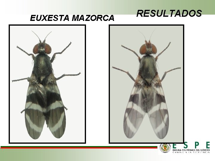 EUXESTA MAZORCA RESULTADOS 