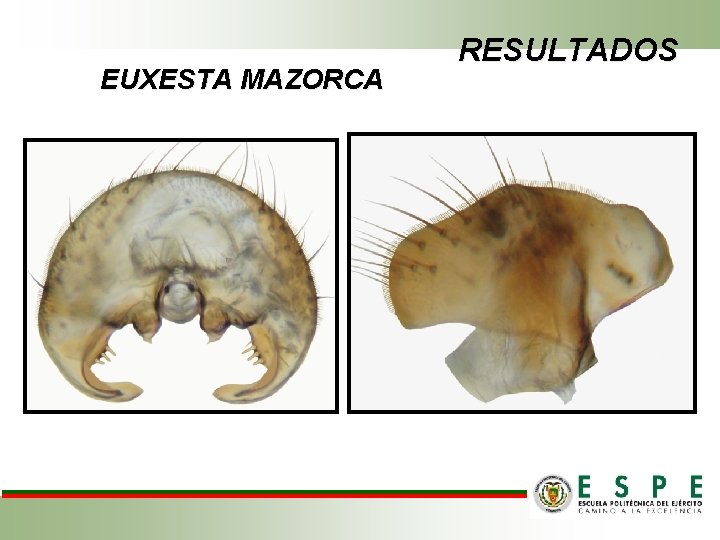 EUXESTA MAZORCA RESULTADOS 