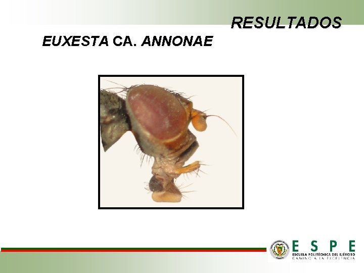 RESULTADOS EUXESTA CA. ANNONAE 