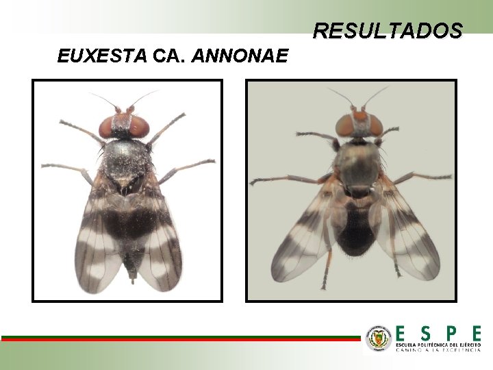 RESULTADOS EUXESTA CA. ANNONAE 