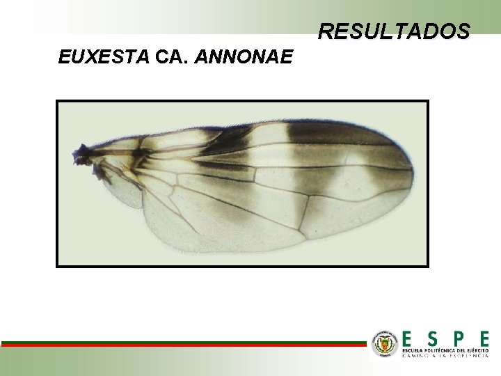 RESULTADOS EUXESTA CA. ANNONAE 