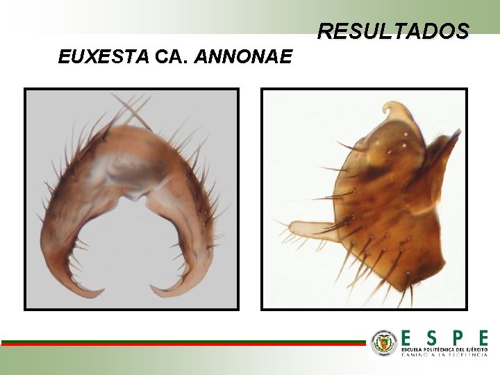 RESULTADOS EUXESTA CA. ANNONAE 