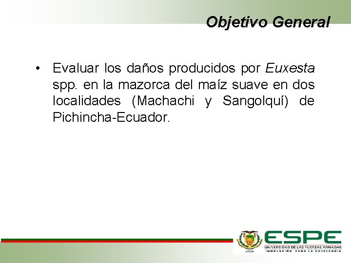 Objetivo General • Evaluar los daños producidos por Euxesta spp. en la mazorca del