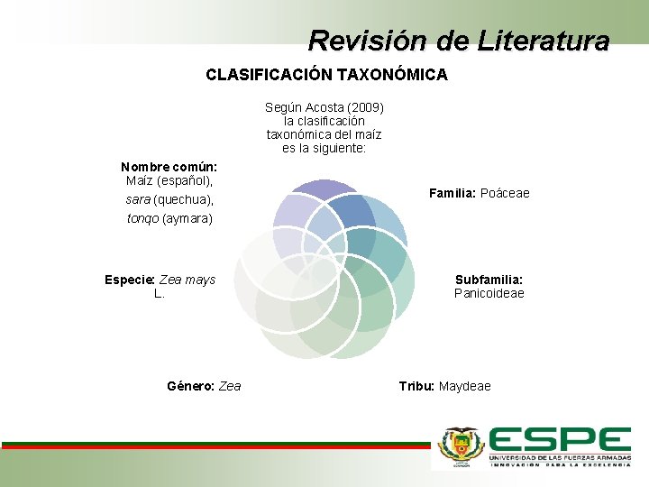 Revisión de Literatura CLASIFICACIÓN TAXONÓMICA Según Acosta (2009) la clasificación taxonómica del maíz es