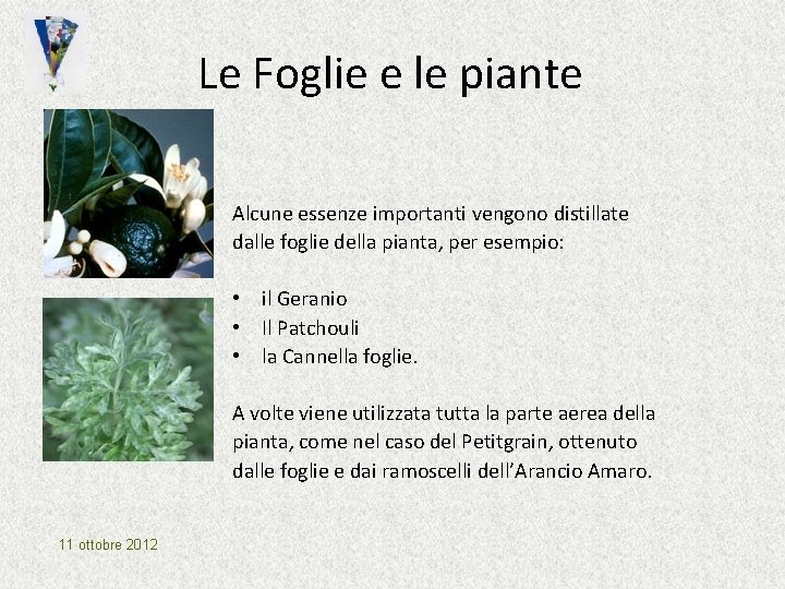 Le Foglie e le piante Alcune essenze importanti vengono distillate dalle foglie della pianta, Le Foglie e le piante Alcune essenze importanti vengono distillate dalle foglie della pianta,