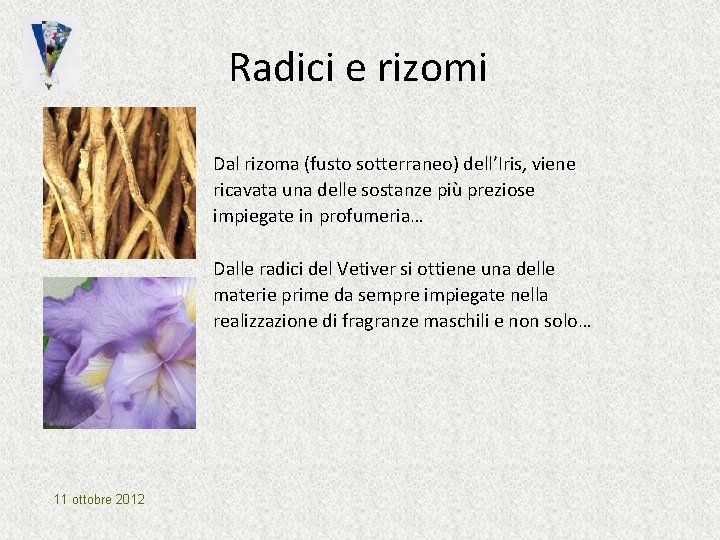 Radici e rizomi Dal rizoma (fusto sotterraneo) dell’Iris, viene ricavata una delle sostanze più Radici e rizomi Dal rizoma (fusto sotterraneo) dell’Iris, viene ricavata una delle sostanze più