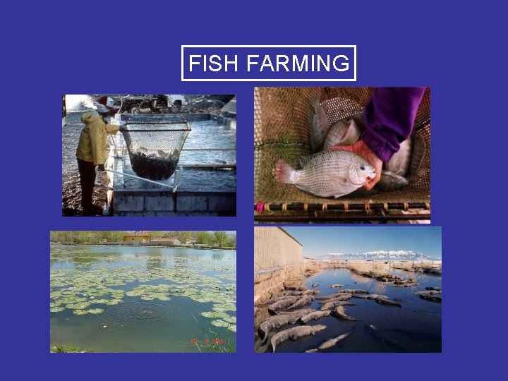 FISH FARMING 