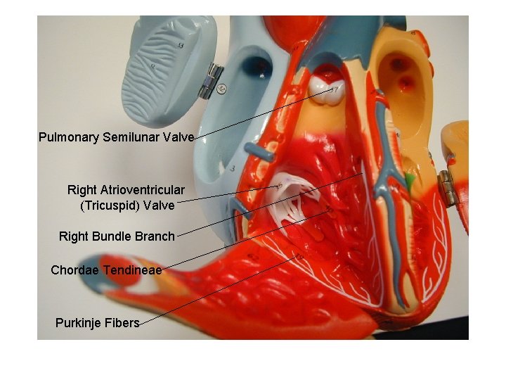 Pulmonary Semilunar Valve Right Atrioventricular (Tricuspid) Valve Right Bundle Branch Chordae Tendineae Purkinje Fibers