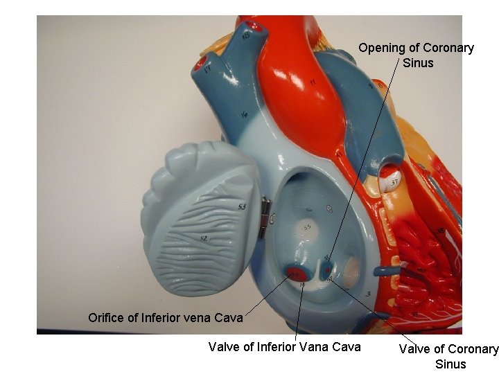 Opening of Coronary Sinus Orifice of Inferior vena Cava Valve of Inferior Vana Cava