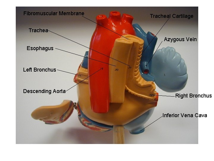 Fibromuscular Membrane Tracheal Cartilage Trachea Azygous Vein Esophagus Left Bronchus Descending Aorta Right Bronchus