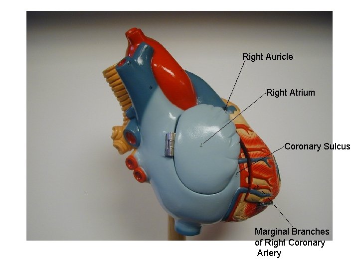 Right Auricle Right Atrium Coronary Sulcus Marginal Branches of Right Coronary Artery 