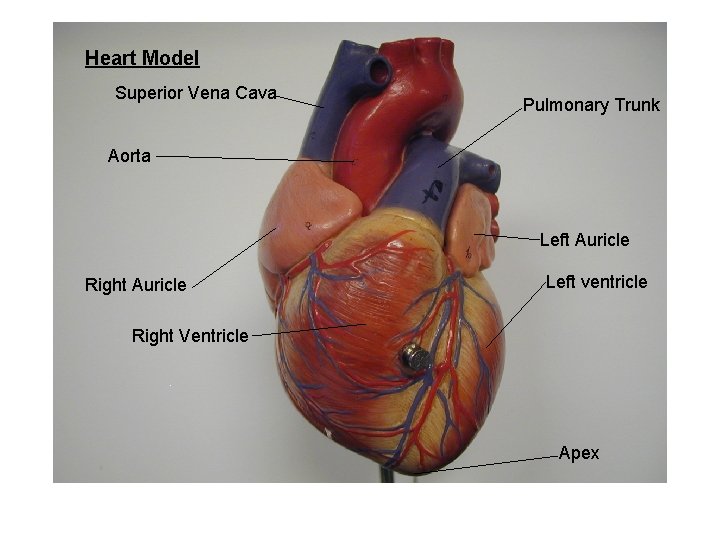 Heart Model Superior Vena Cava Pulmonary Trunk Aorta Left Auricle Right Auricle Left ventricle