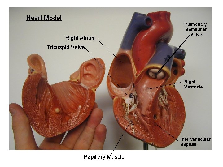 Heart Model Right Atrium Pulmonary Semilunar Valve Tricuspid Valve Right Ventricle Interventicular Septum Papillary