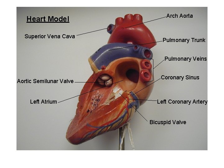 Heart Model Superior Vena Cava Arch Aorta Pulmonary Trunk Pulmonary Veins Aortic Semilunar Valve