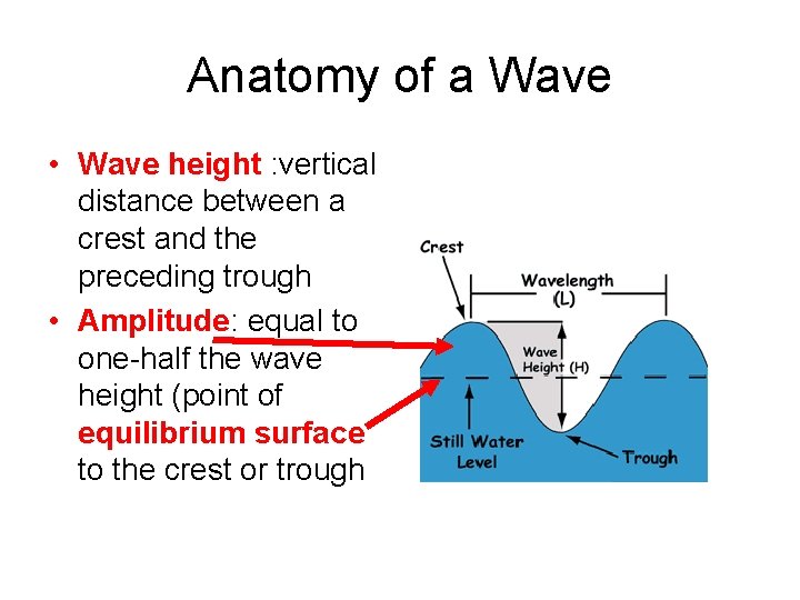 Anatomy of a Wave • Wave height : vertical distance between a crest and