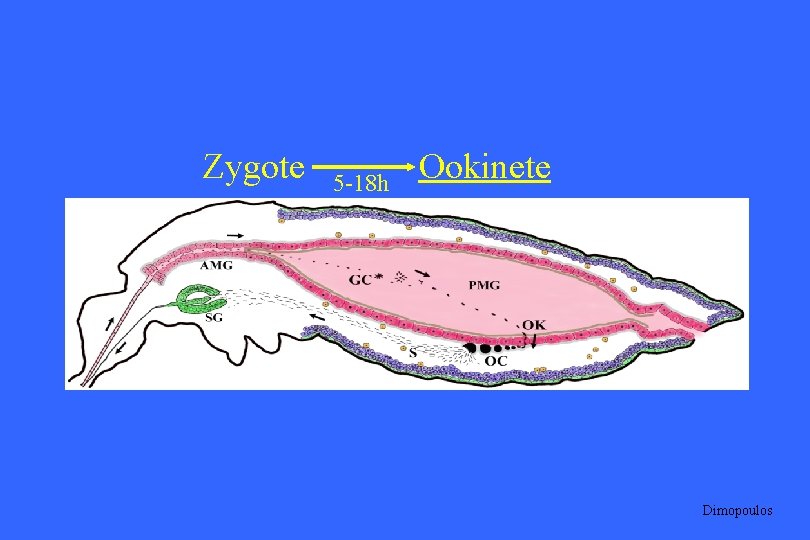 Zygote 5 -18 h Ookinete Dimopoulos 