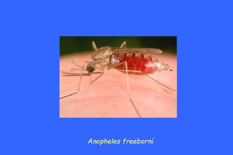 Anopheles freeborni 