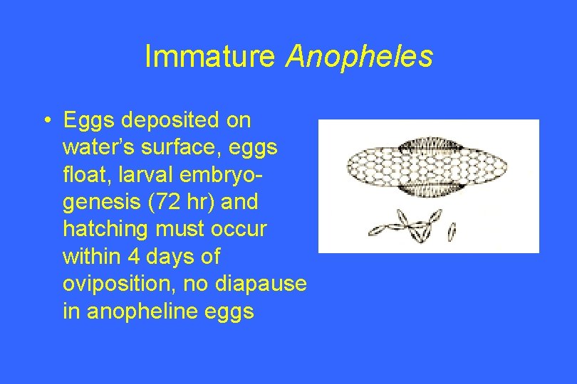 Immature Anopheles • Eggs deposited on water’s surface, eggs float, larval embryogenesis (72 hr)