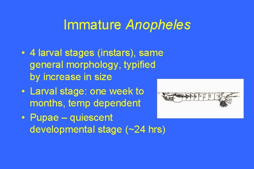 Immature Anopheles • 4 larval stages (instars), same general morphology, typified by increase in