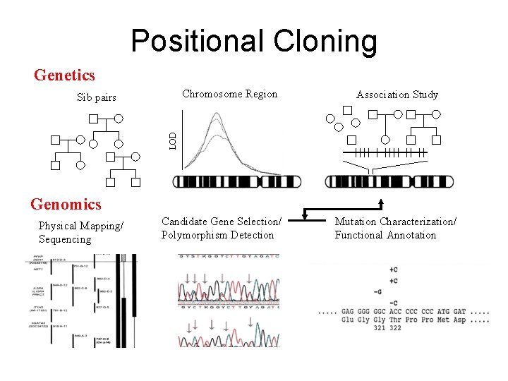 Positional Cloning Genetics Chromosome Region Association Study LOD Sib pairs Genomics Physical Mapping/ Sequencing