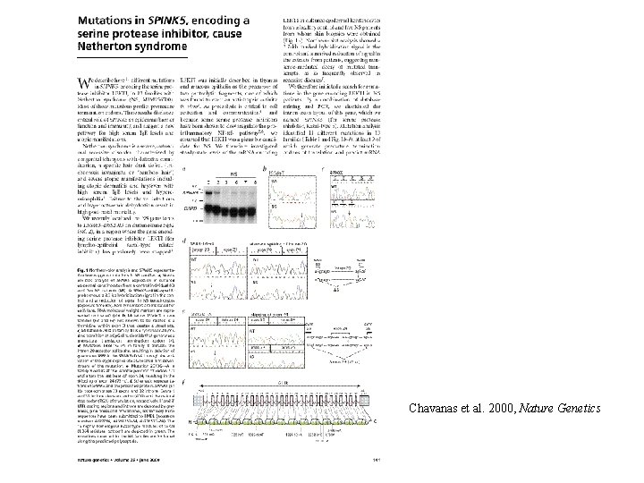 Chavanas et al. 2000, Nature Genetics 