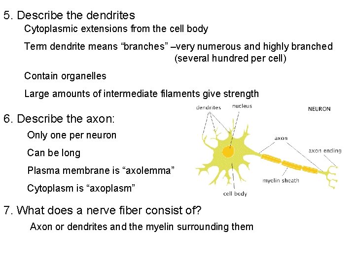 5. Describe the dendrites Cytoplasmic extensions from the cell body Term dendrite means “branches”