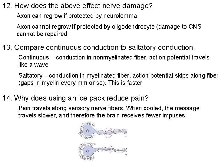 12. How does the above effect nerve damage? Axon can regrow if protected by