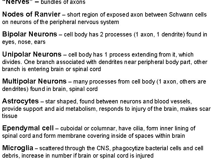 “Nerves” – bundles of axons Nodes of Ranvier – short region of exposed axon