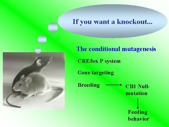 If you want a knockout. . . The conditional mutagenesis CRE/lox P system Gene If you want a knockout. . . The conditional mutagenesis CRE/lox P system Gene